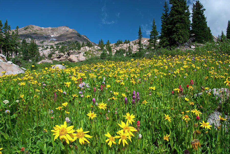 Indian Peaks Colorful Meadow Landscape Photograph by Cascade Colors