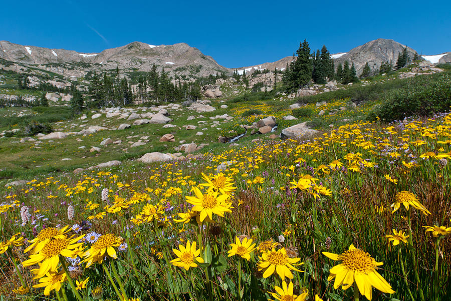 Indian Peaks Summer Wildflowers Photograph by Cascade Colors