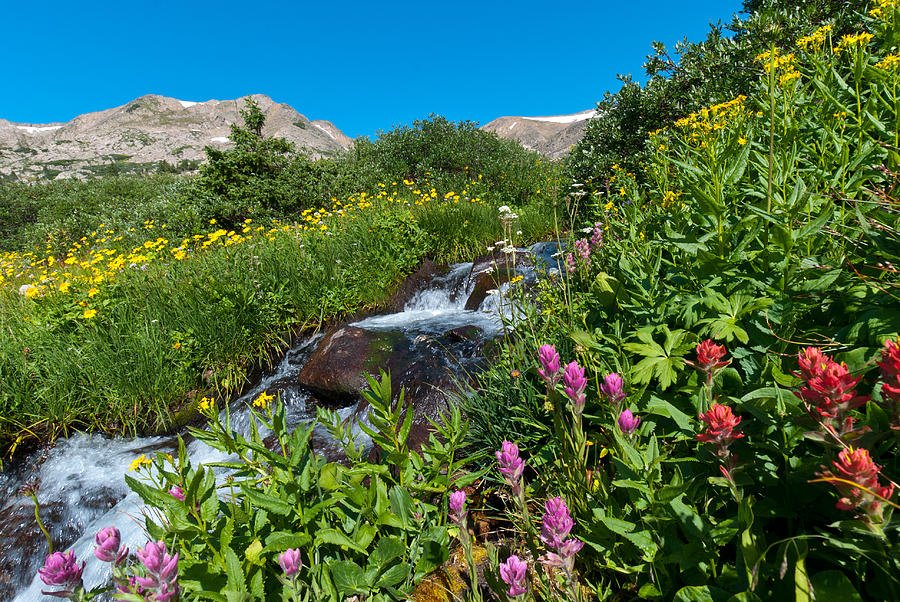 Indian Peaks Wildflowers and Waterfalls Photograph by Cascade Colors
