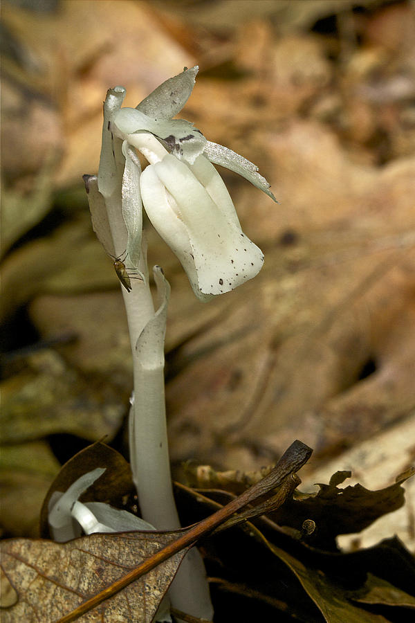 Indian Pipe Wildflower - Monotropa uniflora Photograph by Carol Senske
