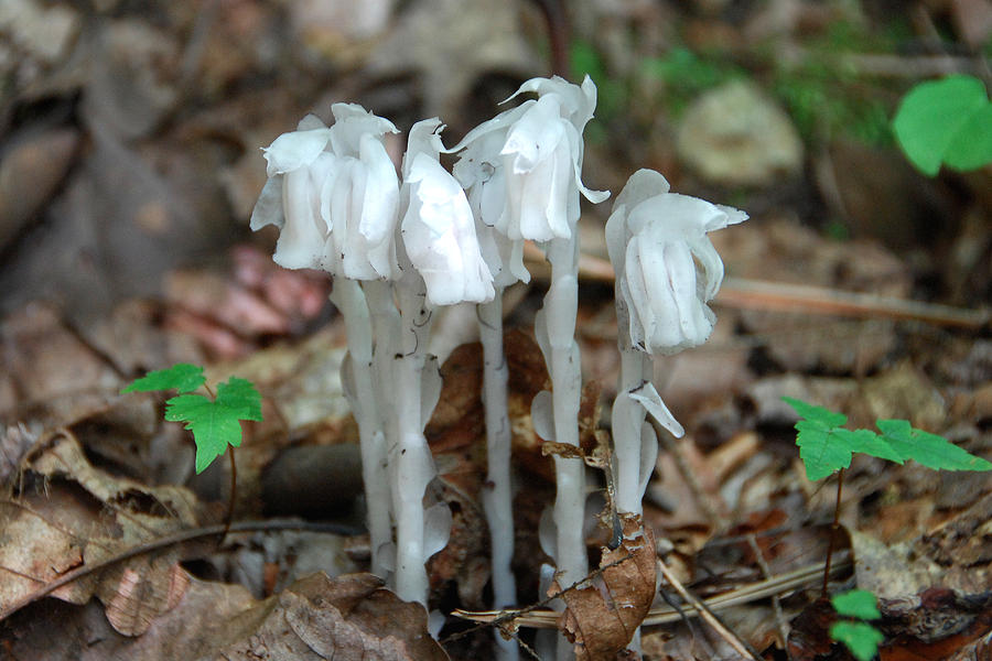 Indian Pipes Photograph by Alan Lenk