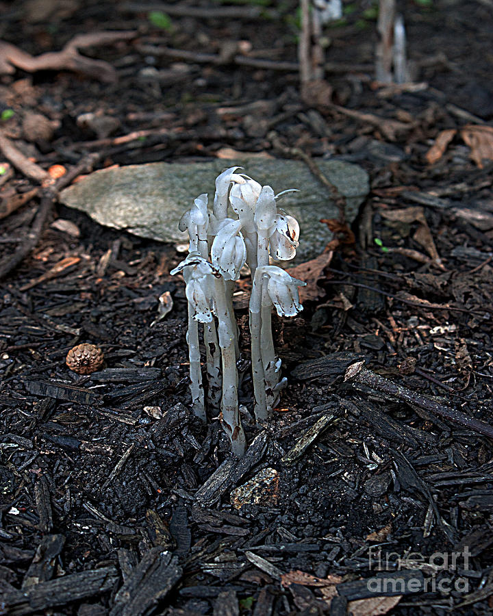 Butterfly Photograph - Indian Pipes by Robert Sander
