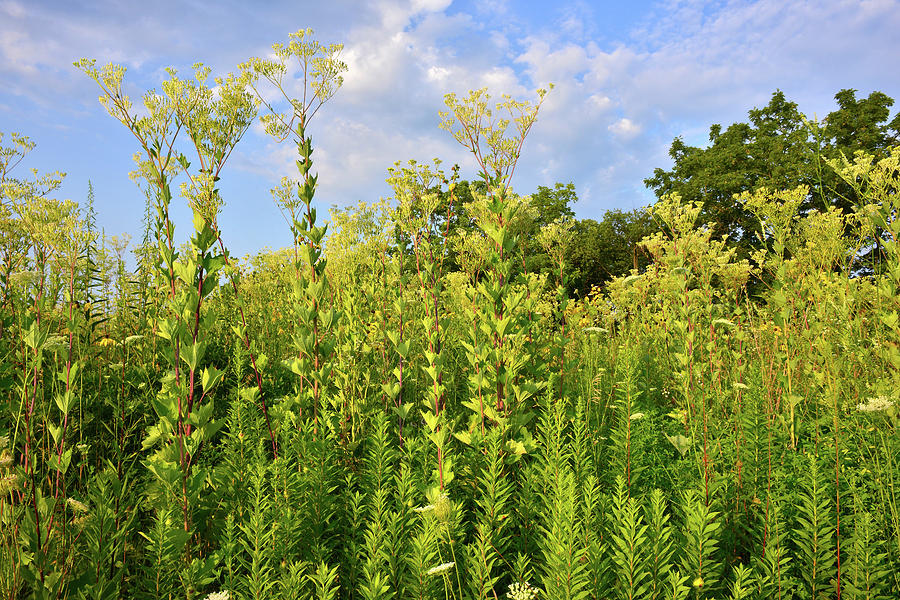 Indian Plantain at Marengo Ridge Conservation Area Photograph by Ray Mathis