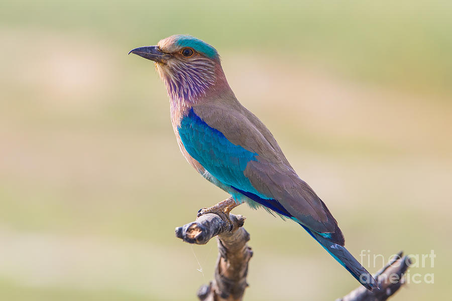 Indian Roller Photograph by B. G. Thomson