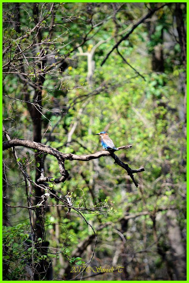 Indian Roller Photograph by Sonali Gangane