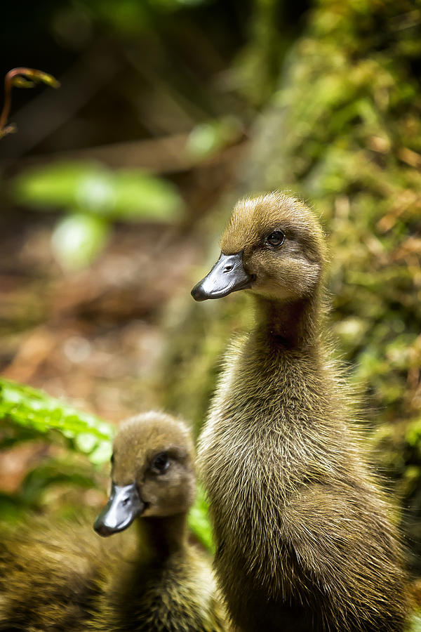 Indian Runner Ducklings No. 1 Photograph by Belinda Greb