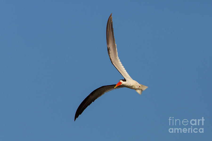 Indian Skimmer In Flight Photograph by B. G. Thomson