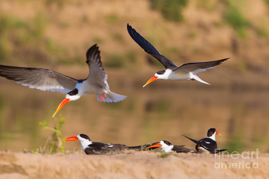 Indian Skimmers, India Photograph by B. G. Thomson