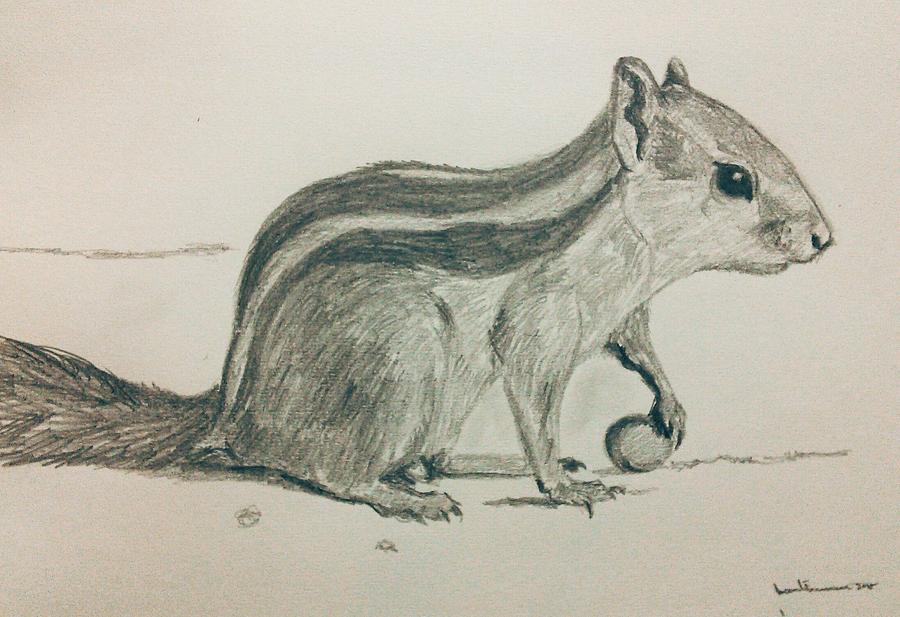 Squirrel line drawing