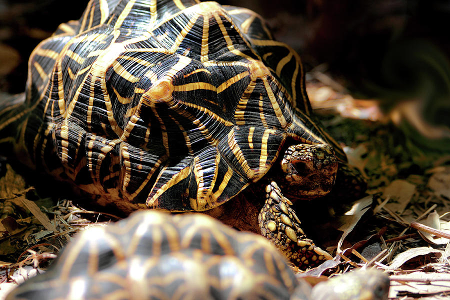 Indian Star Tortoise Photograph By Miroslava Jurcik 