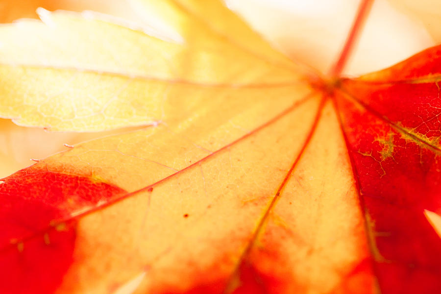 Fall Photograph - Indian Summer II by Lisa McStamp