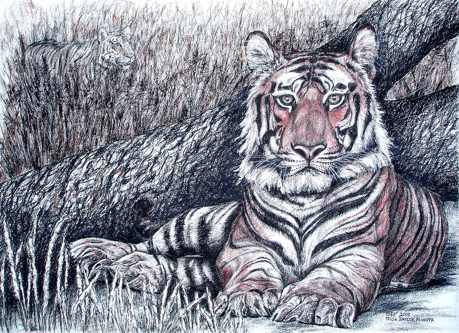 Indian Tiger painting by Wildlife Artist Sabir Ali | artistsabirali