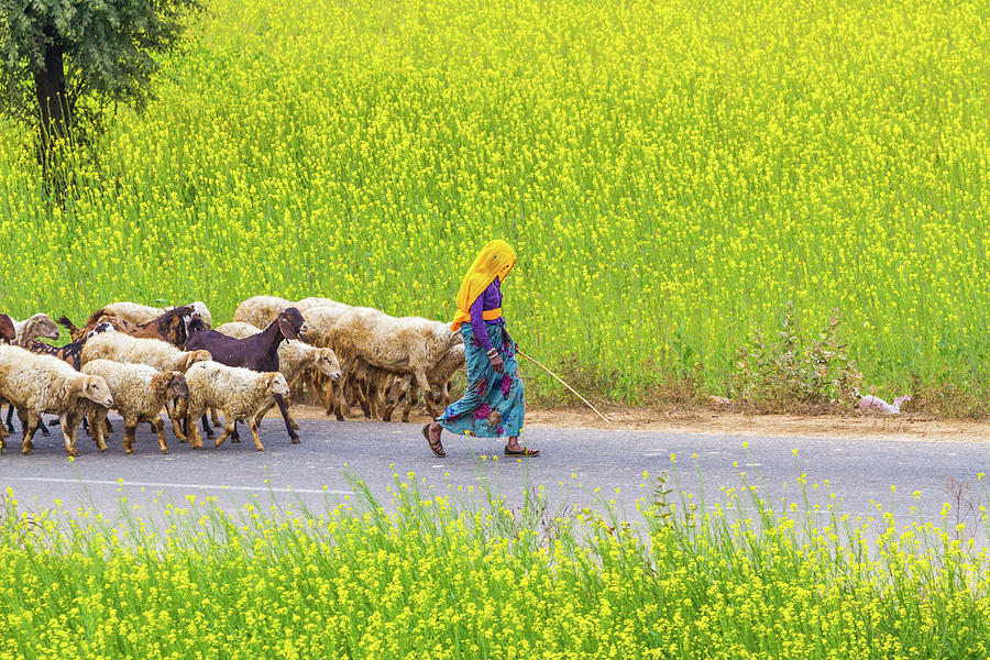 Animal Photograph - Indian villagers herding sheep. by Nila Newsom