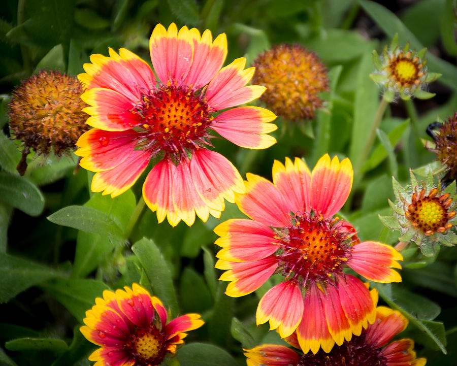 Indian Wild Flowers Photograph by Lisa Goodwin - Fine Art America