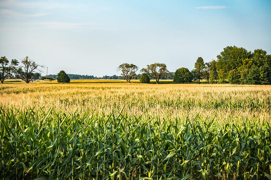 Indiana Corn Field Photograph by Anthony Doudt