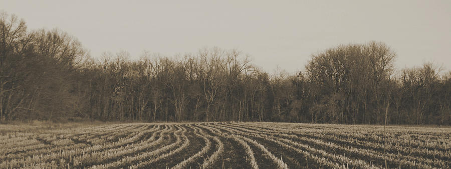 Indiana Corn Fields Photograph by Carmen Berger - Fine Art America