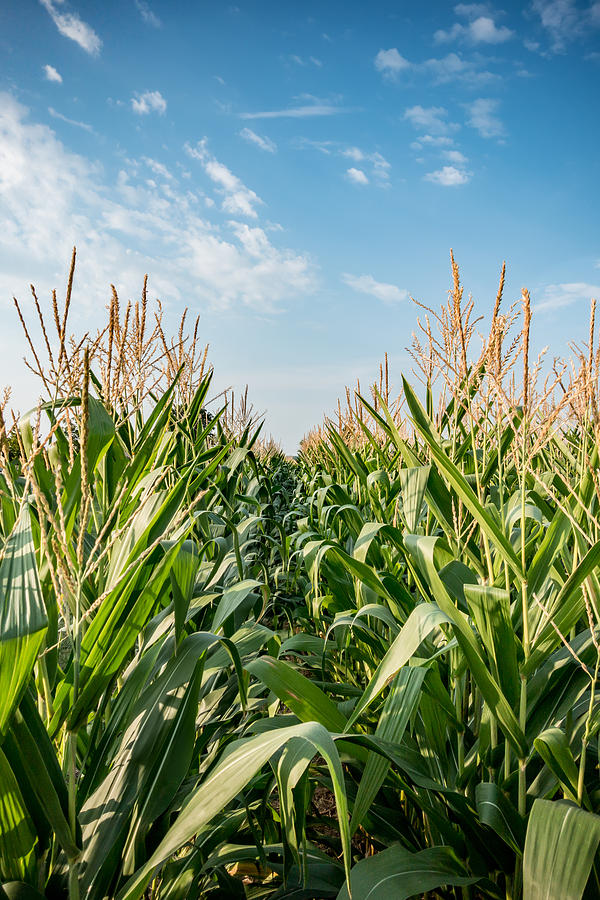 Indiana Corn Row Photograph by Anthony Doudt
