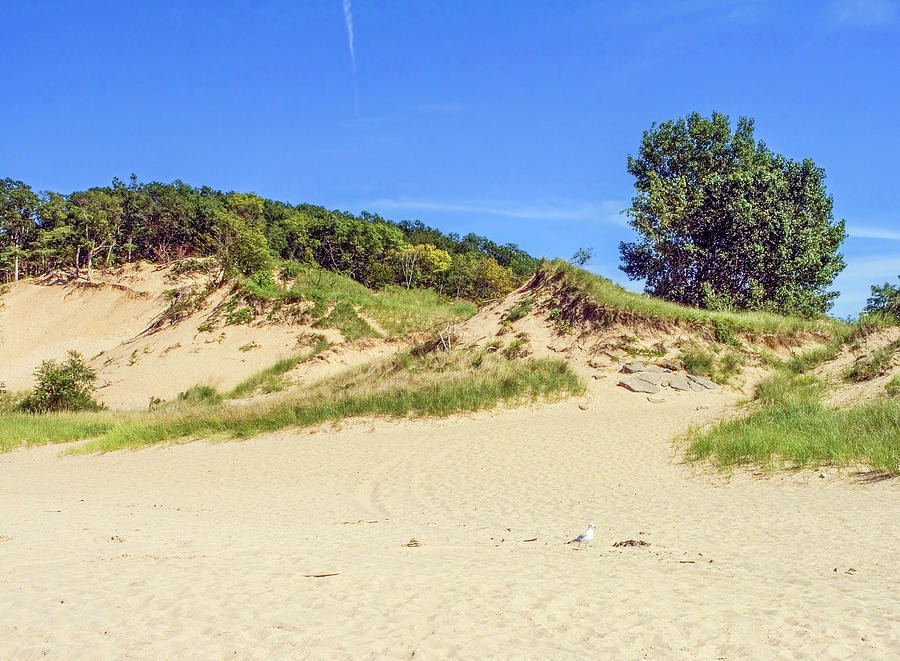 Indiana Dunes National Lakeshore-H Photograph by Sally Weigand