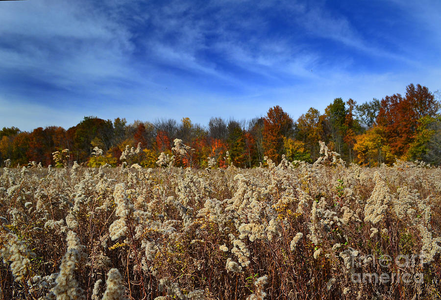 Indiana Fall Flower Field Photograph by Amy Lucid