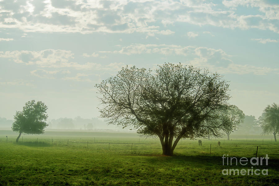 Indiana Morning Photograph by David Arment