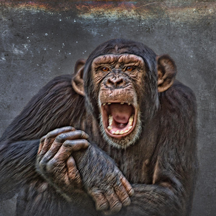 Indignant Chimpanzee Photograph by Mitch Spence
