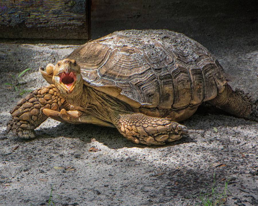 Indignant African Spurred Tortoise Photograph by Mitch Spence