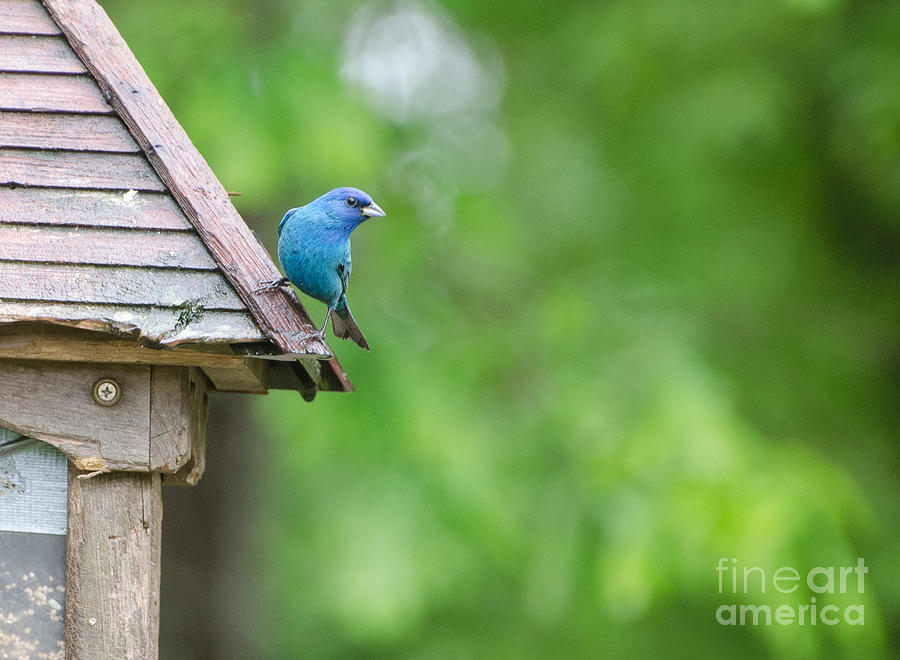 Indigo Bunting 2  Photograph by Donna Brown