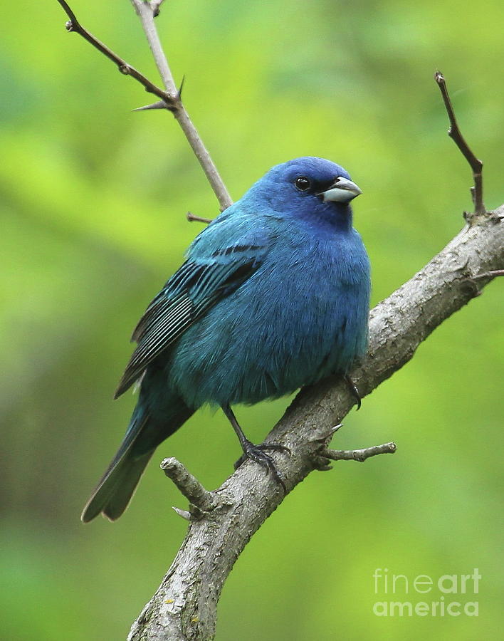 Indigo Bunting-2 Photograph by Gail Huddle - Fine Art America