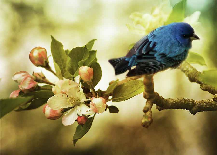 Indigo Bunting and Apple Blossoms Photograph by TnBackroadsPhotos 