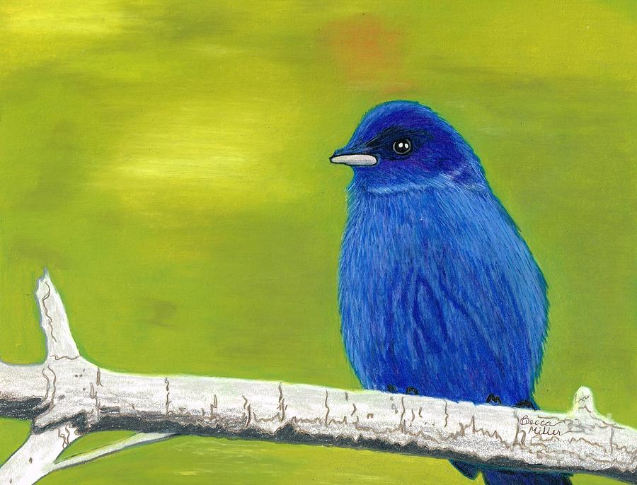 Indigo Bunting Drawing by Becca Miller - Pixels