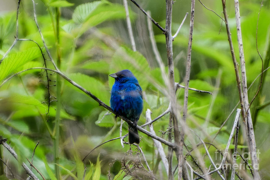 Indigo Bunting Blue Bird Photograph by Peggy Franz