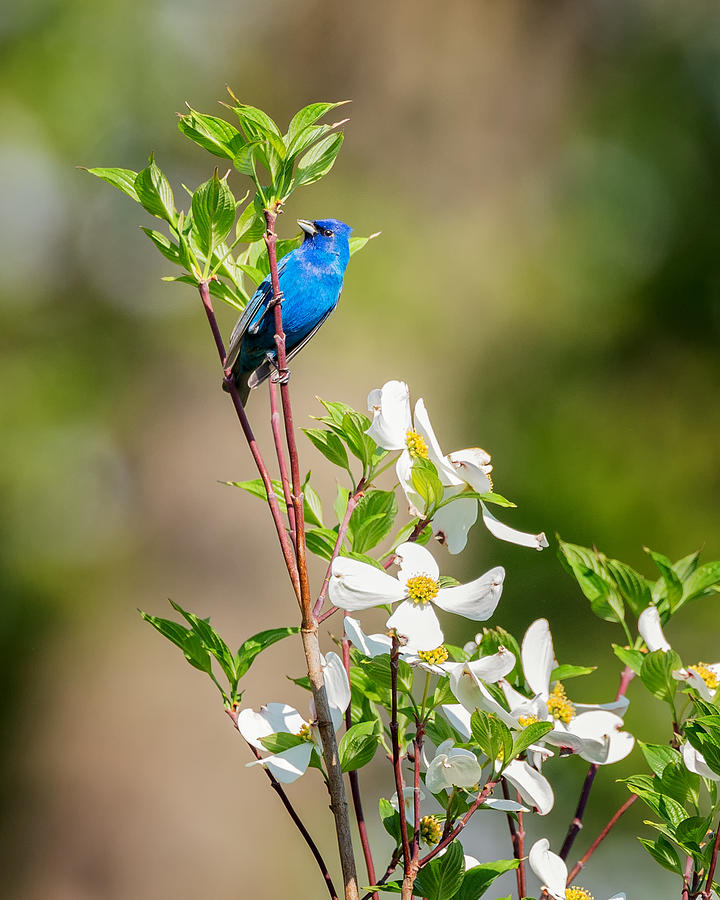 Bunting Photograph - Indigo Bunting in Flowering Dogwood by Bill Wakeley