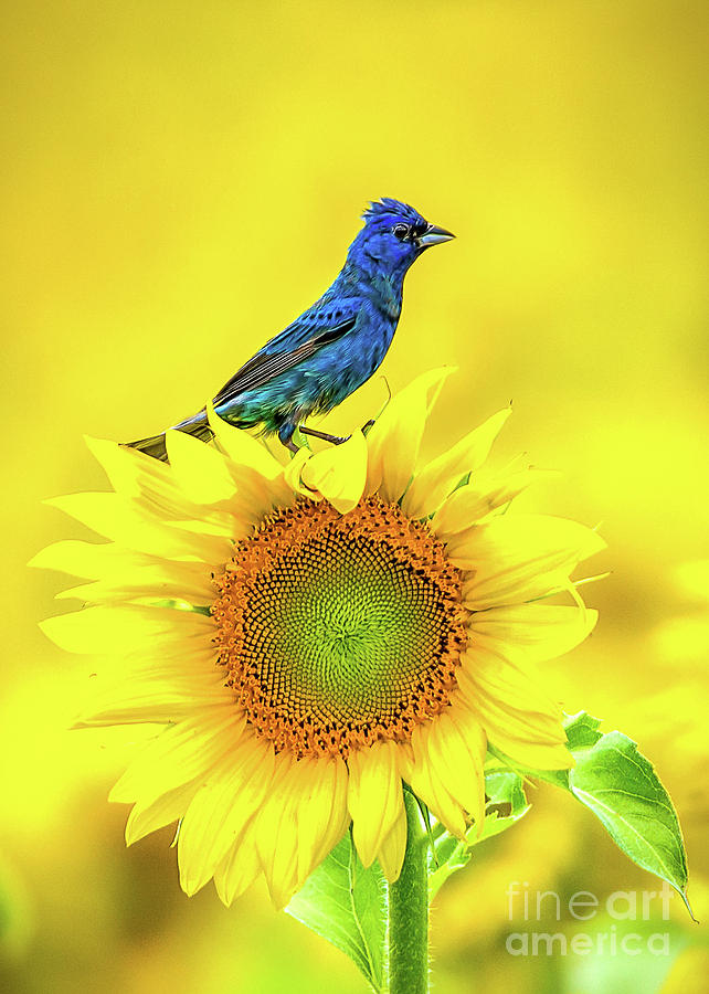 Indigo Bunting in the Sunflowers Photograph by Monica Hall