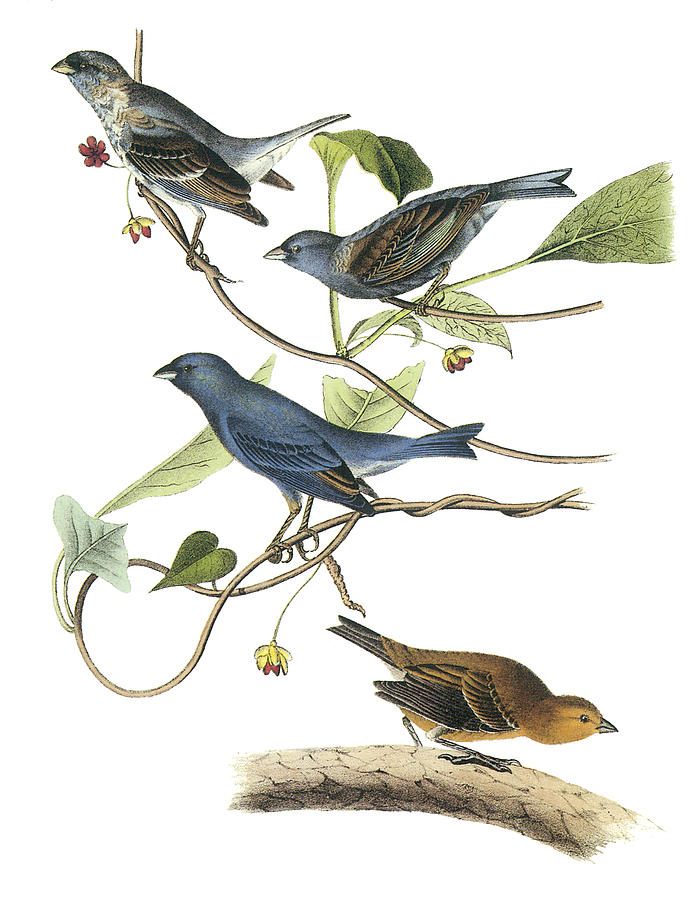 John James Audubon Painting - Indigo Bunting by John James Audubon
