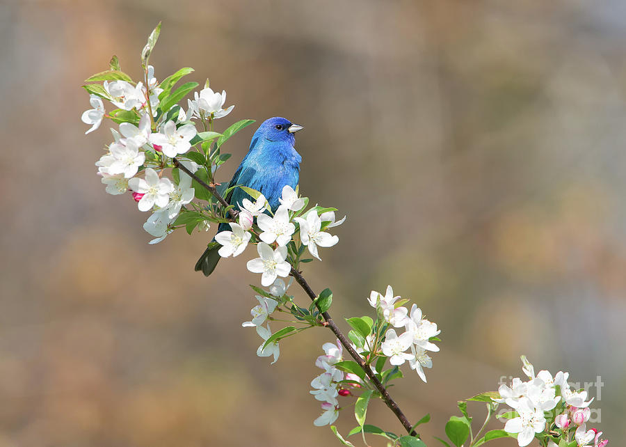 1dx Photograph - Indigo Bunting by Joshua Clark 1dx Photograph - Indigo Bunting by Joshua Clark