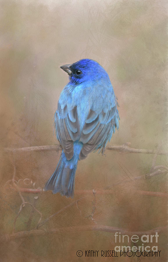 Indigo Bunting Photograph by Kathy Russell