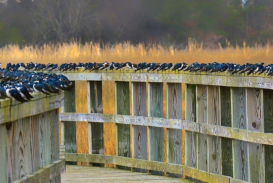 Indigo Bunting Migration Photograph by Patricia Black Pixels