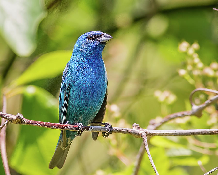 Indigo Bunting Photograph by Morris Finkelstein - Fine Art America