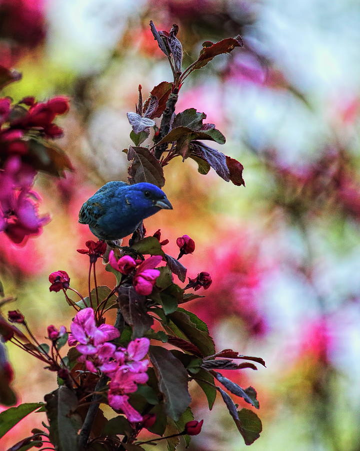 Indigo Bunting On The Lookout Photograph by Dale Kauzlaric