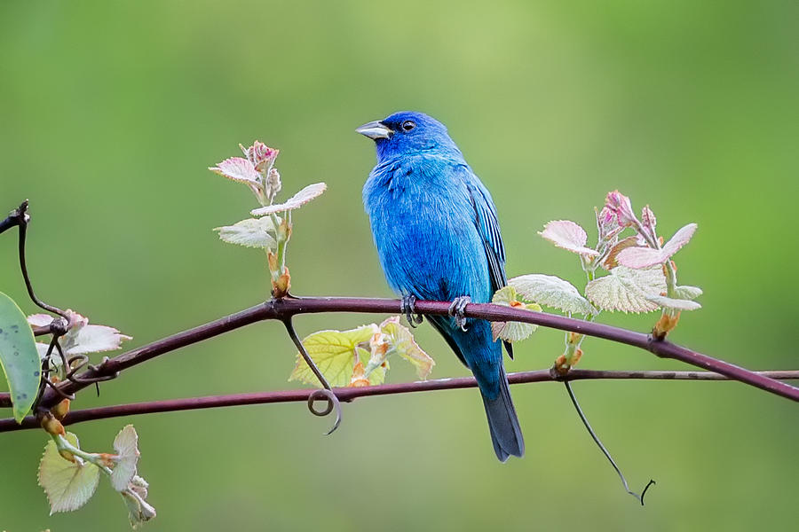 Bunting Photograph - Indigo Bunting Perched by Bill Wakeley