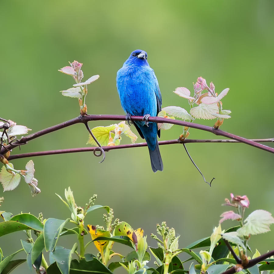 Indigo Bunting Perched Square Photograph by Bill Wakeley
