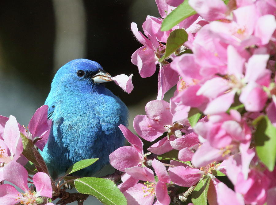 Indigo Bunting with a Flower Petal Photograph by Duane Cross