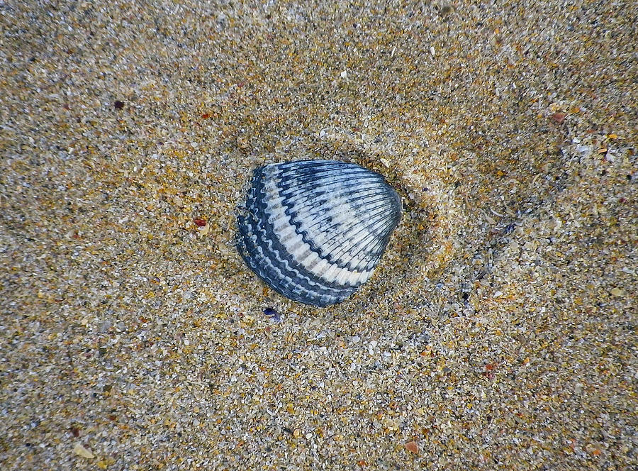 Indigo Cockle Shell On Sand Photograph by Richard Brookes