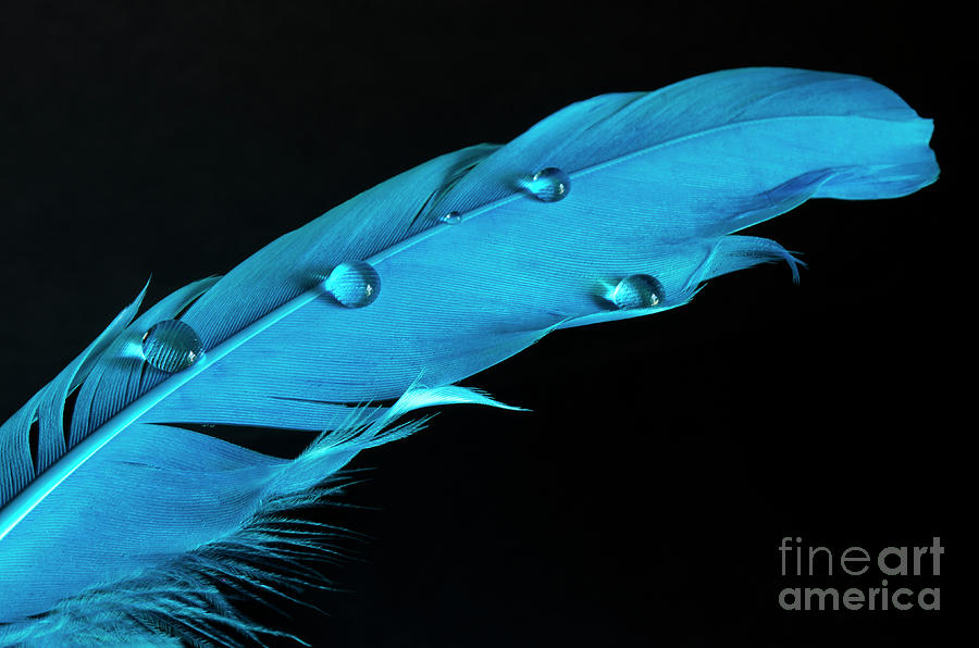 Indigo Feather Photograph by Bob Christopher