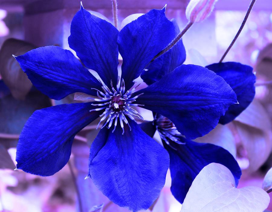 wild blue indigo flower black night