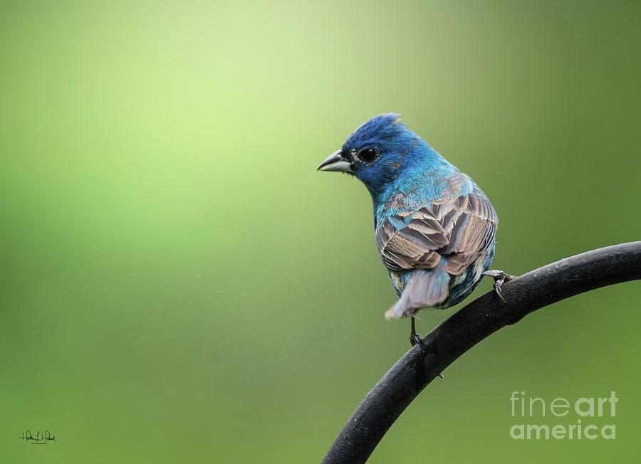 Indigo Photograph by Heather Hubbard - Fine Art America