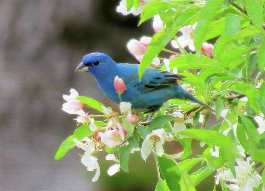 Indigo Spring - Bird Photograph by MTBobbins Photography
