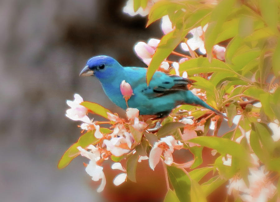 Indigo Spring - Tinted - Bird Photograph by MTBobbins Photography