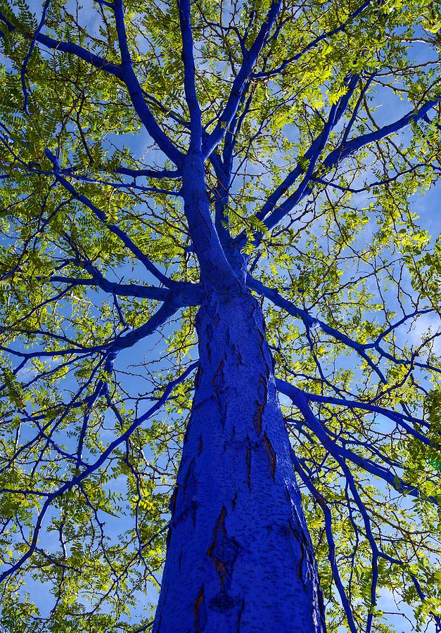 Indigo Tree Photograph by Rand Ningali