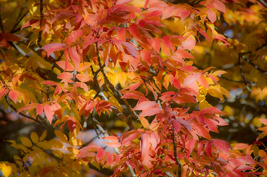 Individual and Multiple Leaves #13 Photograph by John Diebolt - Pixels